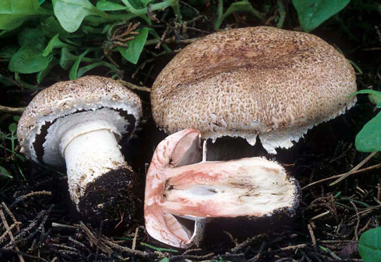 Agaricus pattersonae - Fungi species | sokos jishebi | სოკოს ჯიშები